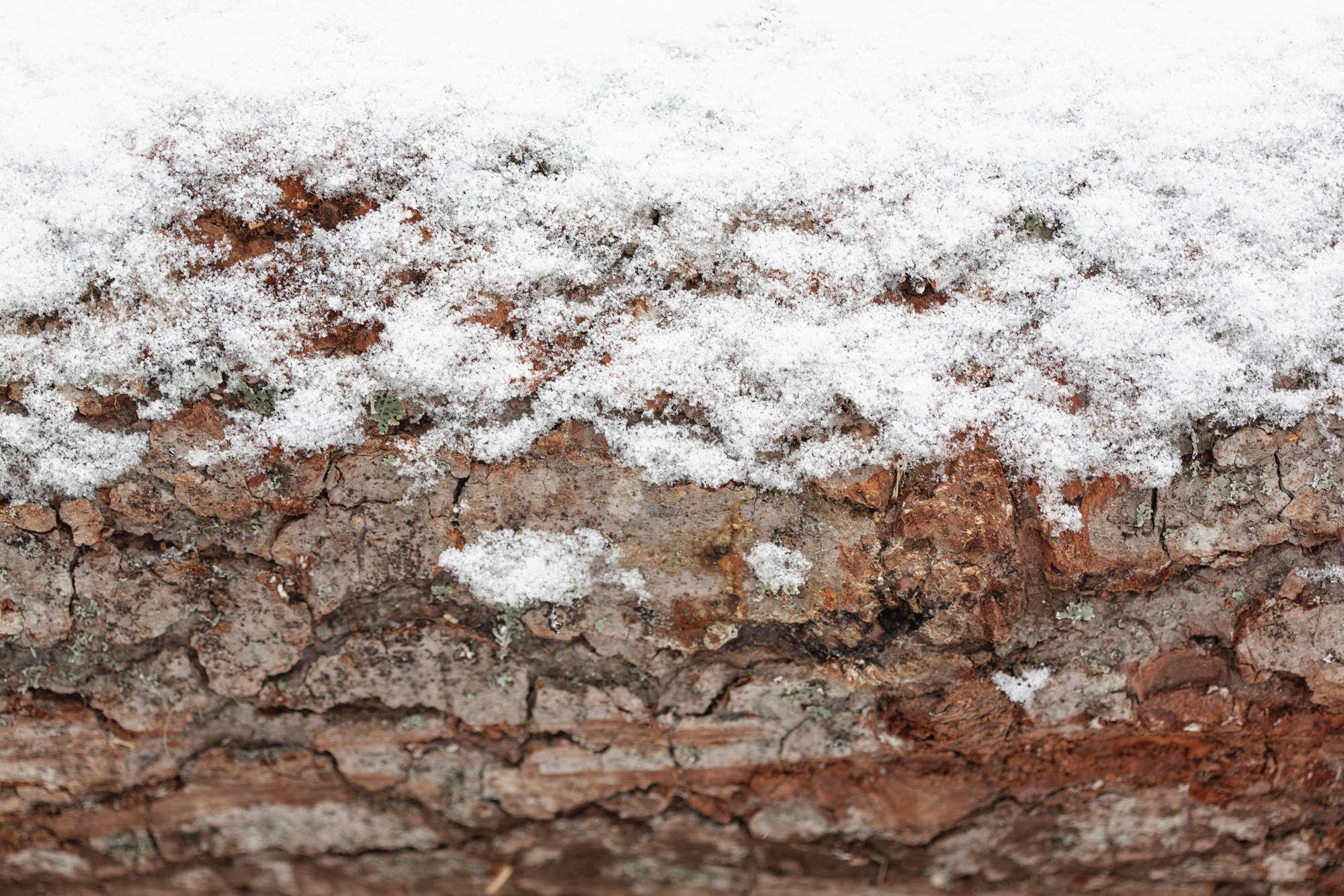 wooden-tree-trunk-with-snow.jpg