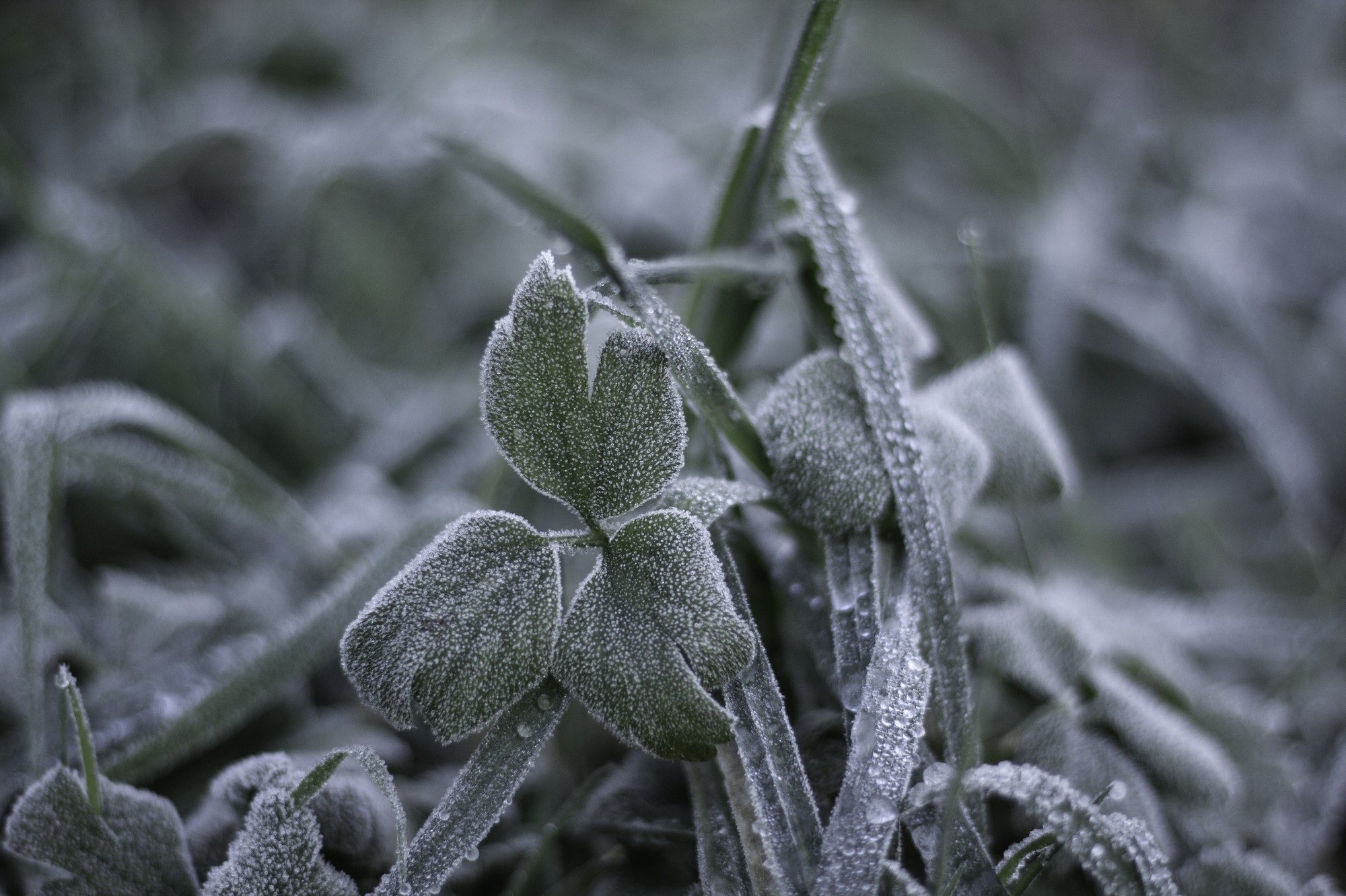 extreme-closeup-of-frost-on-grasses-and-weeds-in-a-garden.jpg