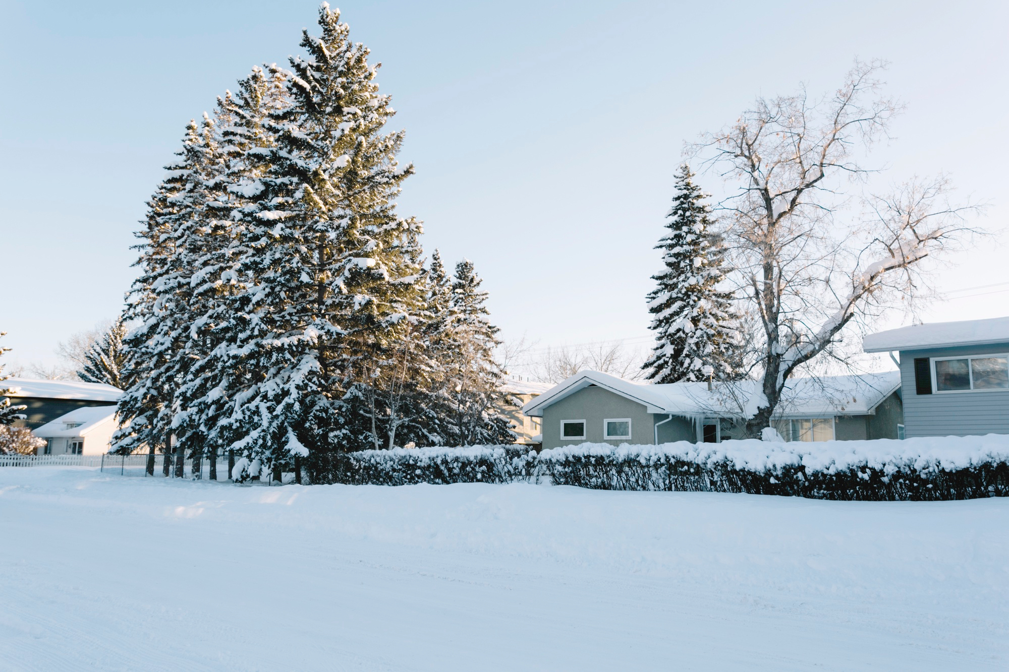 houses-with-pine-trees-in-winter.jpg