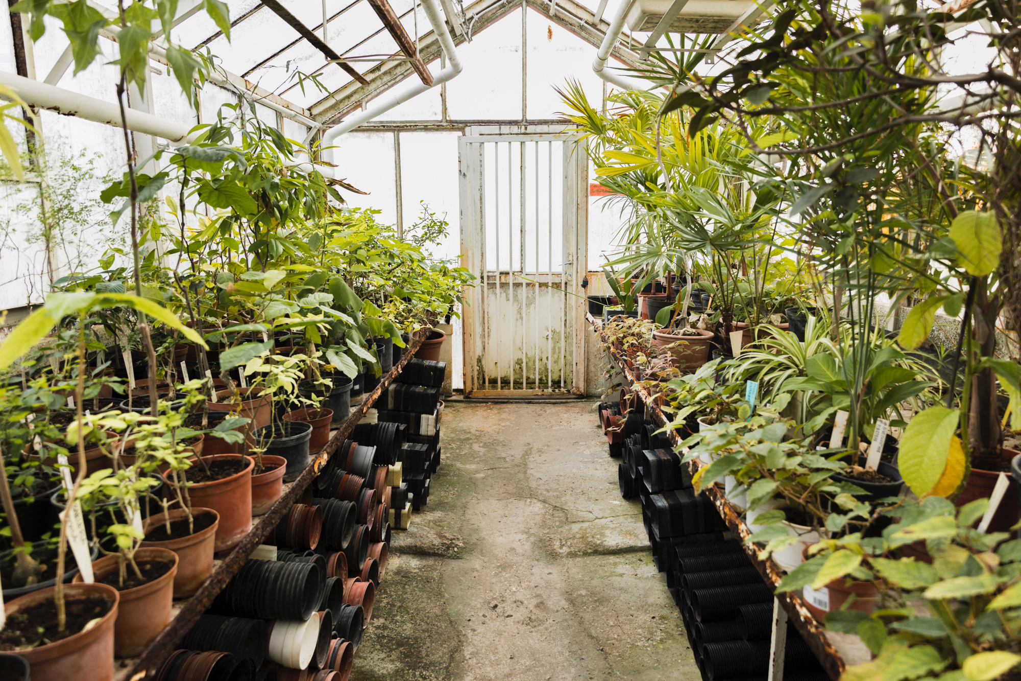 greenhouse-still-life.jpg