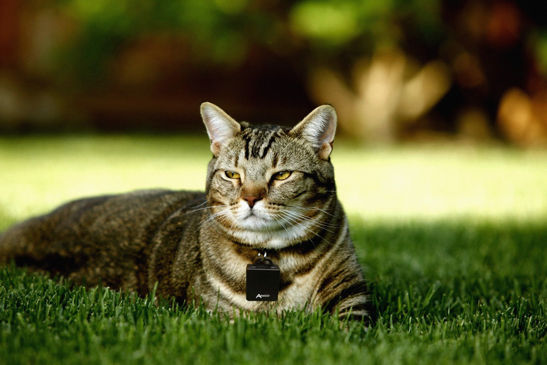 Amico_Cat_Collar.jpg