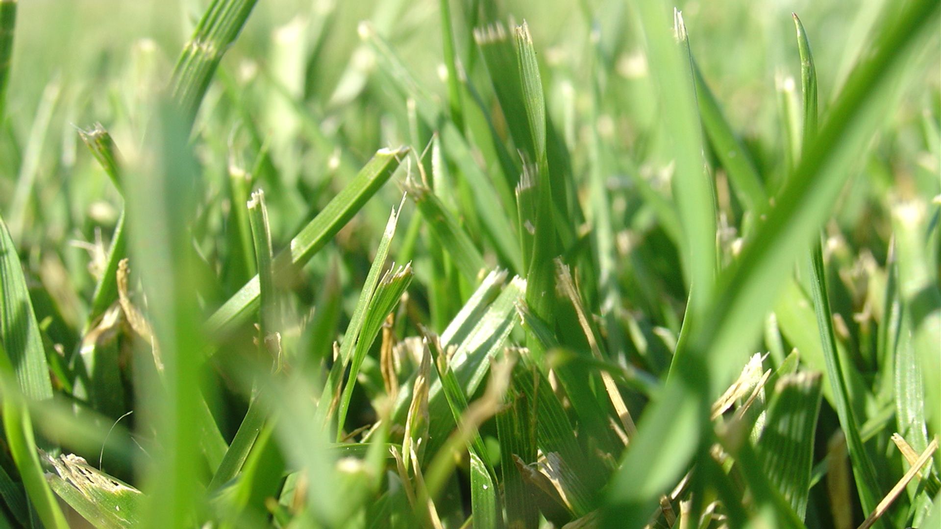 03-frayed-grass-real-photo-v3.jpg
