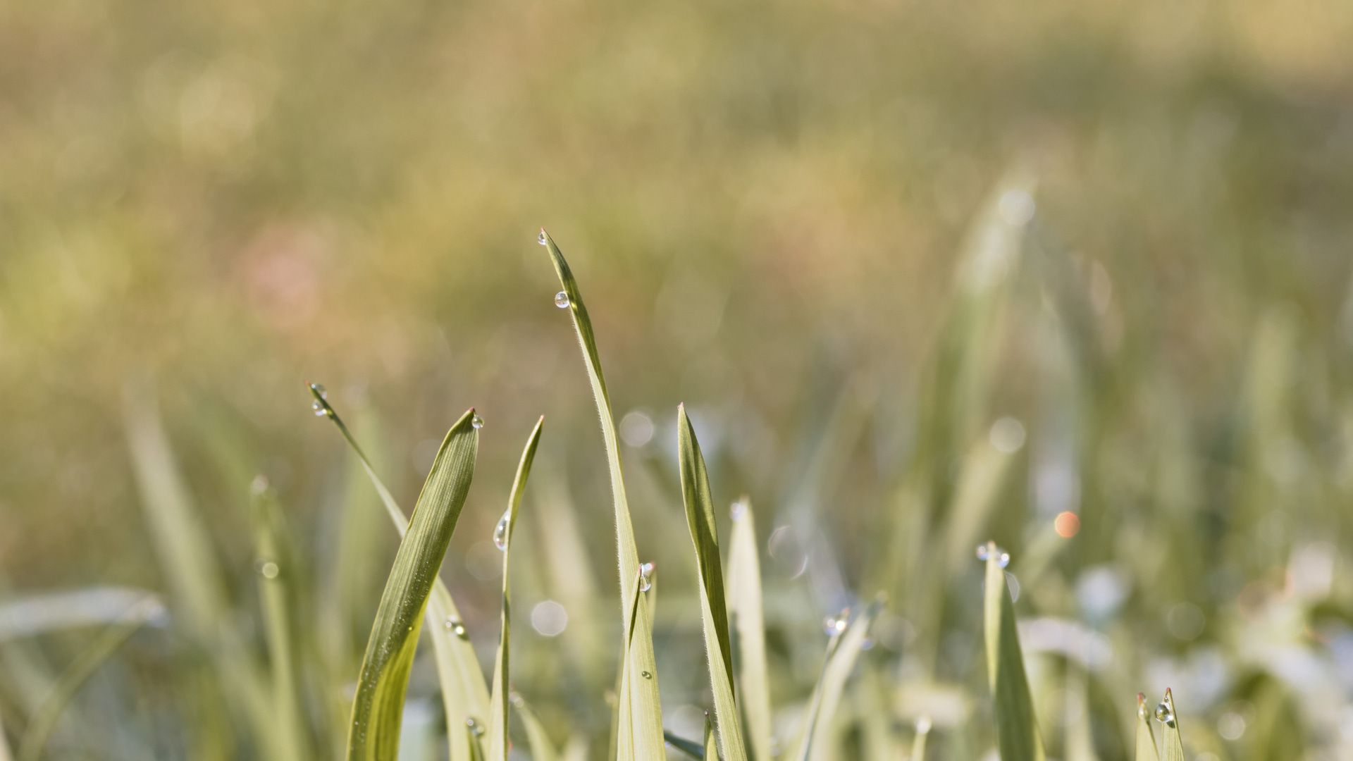 02-wet-grass-real-photo-v3.jpg