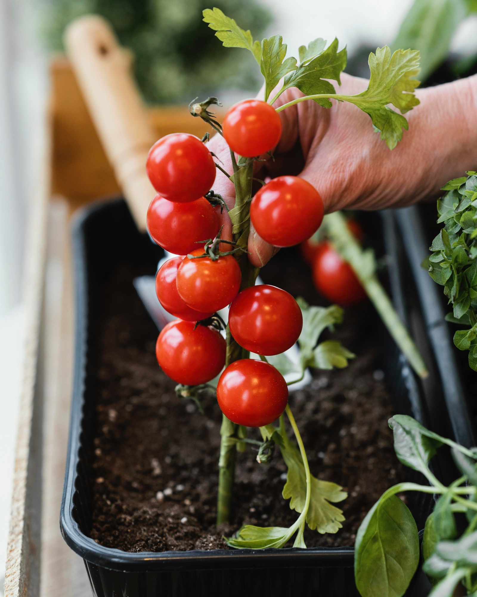 side-view-of-woman-planting-tomatoes-in-soil.jpg