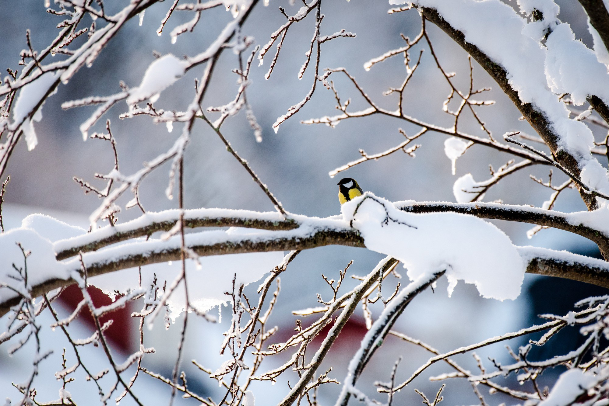 small-great-tit-bird-on-the-branch-of-a-winter-tree.jpg